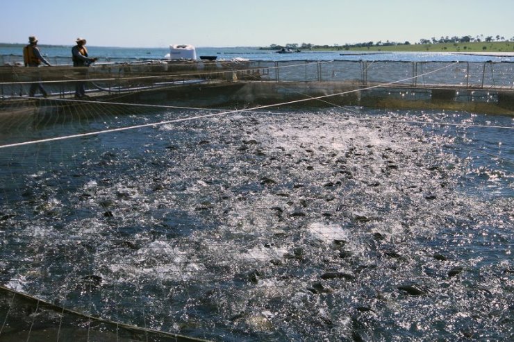 Criada Frente Parlamentar que discutirá políticas públicas para a cadeia da pesca