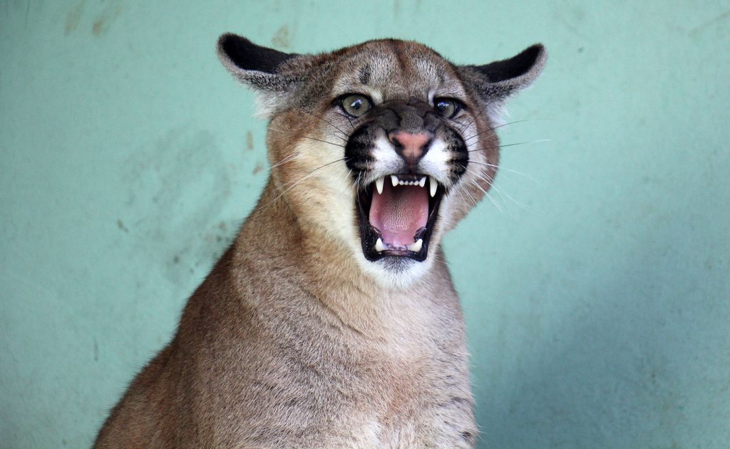 Dia Mundial da Vida Selvagem: MS terá o maior hospital de animais silvestres da América Latina