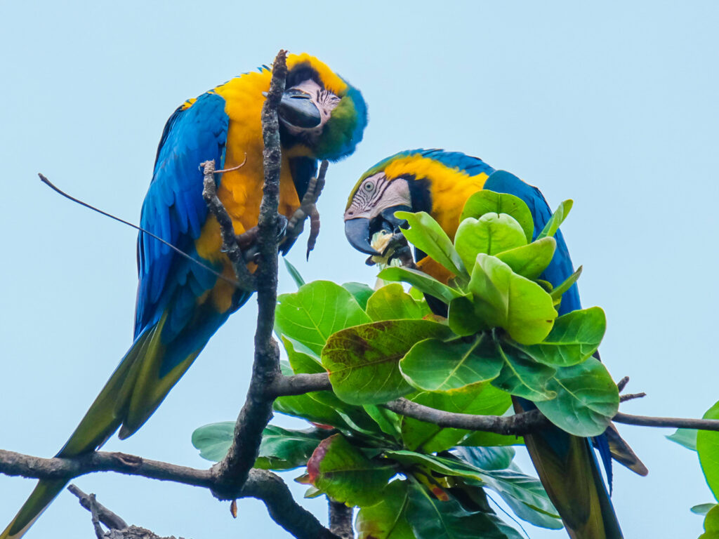 Campo Grande é declarada Capital do turismo de observação de aves