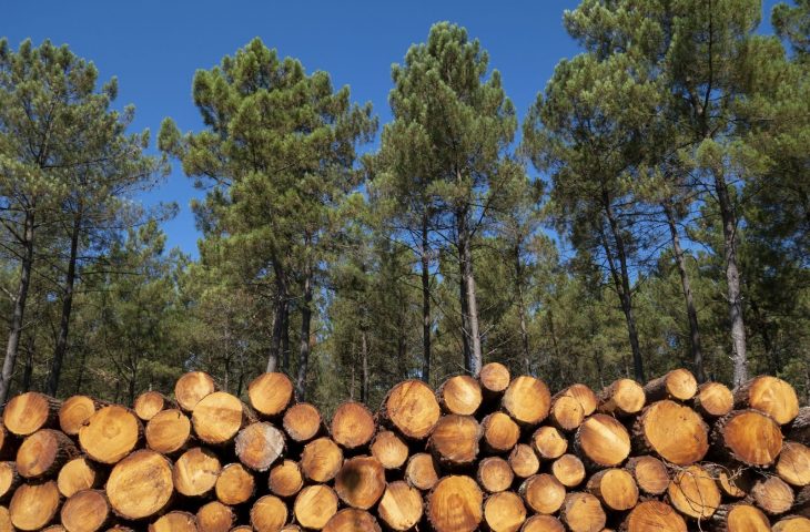 Funtrab oferece 42 oportunidades de trabalho em empresa de serviços florestais de silvicultura