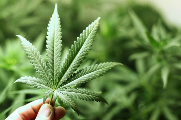 Segurança - drogas - maconha cannabis sativa