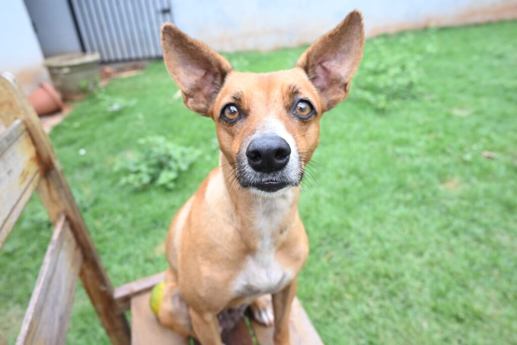 Prefeitura alerta para cuidado extra com pets devido ao frio