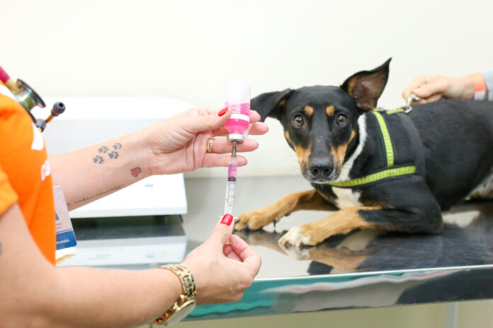 Subea realiza mais um plantão de castração com 200 vagas exclusivas para animais machos