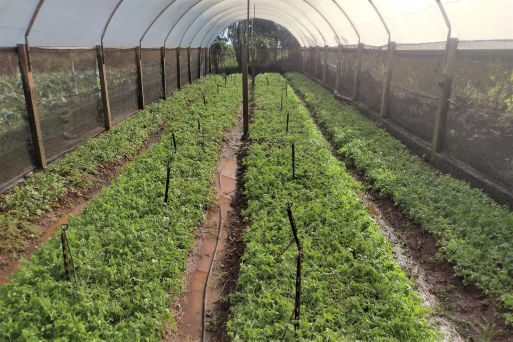 Em seis meses, programa garante venda de 230 toneladas de alimentos da agricultura familiar