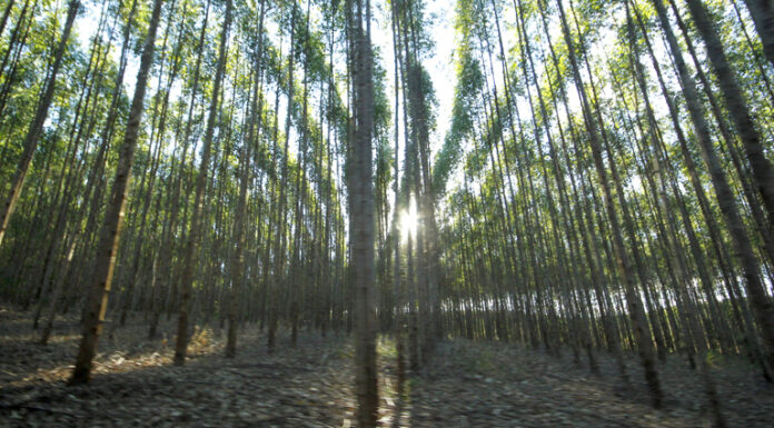 Fomento ao desenvolvimento sustentável vai fazer de Mato Grosso do Sul 1º Estado Carbono Neutro do Brasil