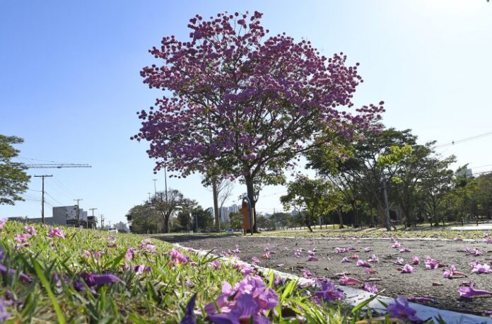 Frio perde intensidade neste domingo em Mato Grosso do Sul, prevê Cemtec