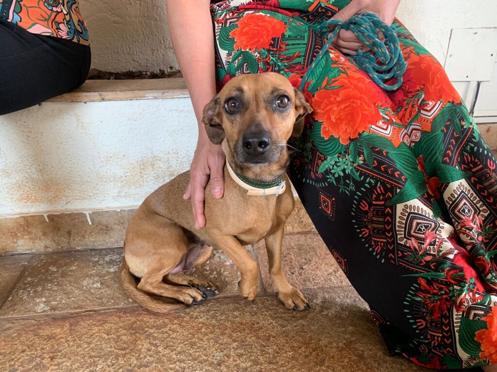 Na data que marca dia do cachorro vira-lata, Prefeitura destaca importância da guarda responsável