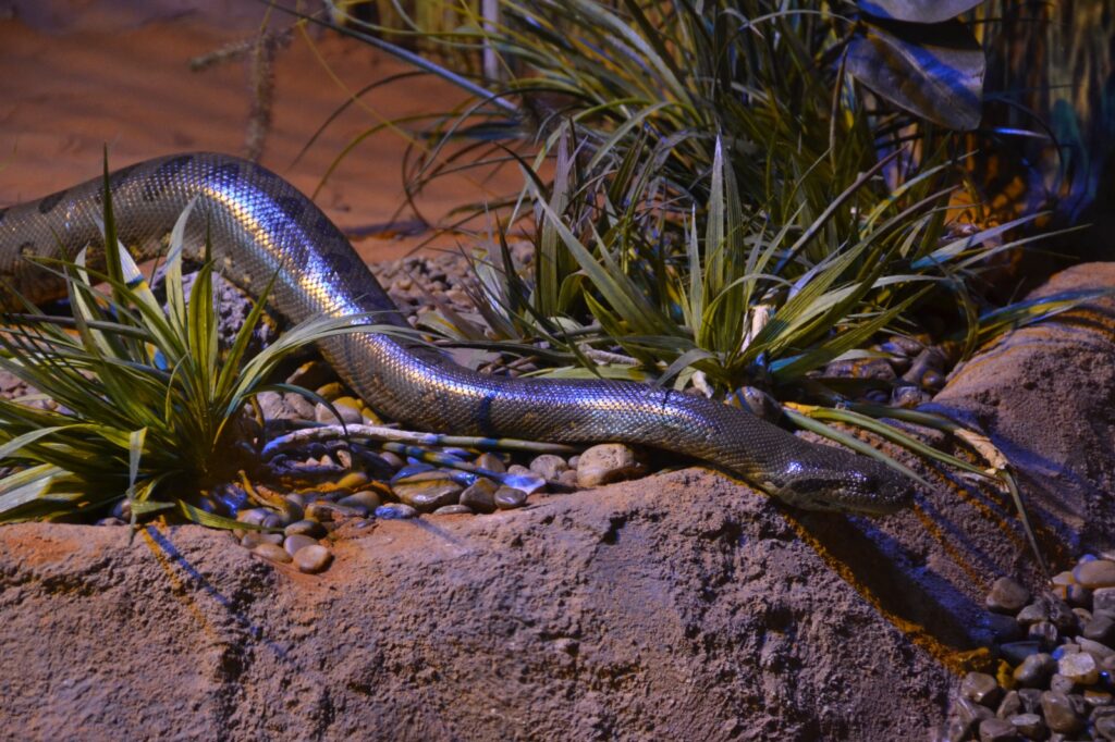 No Dia Mundial da Cobra, Bioparque Pantanal destaca importância da sucuri “Gaby” para a educação ambiental