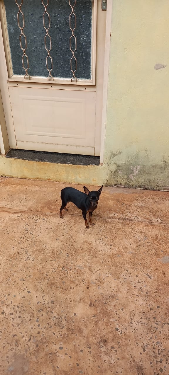 Prefeitura alerta sobre a importância da castração para prevenção de gravidez psicológica dos pets