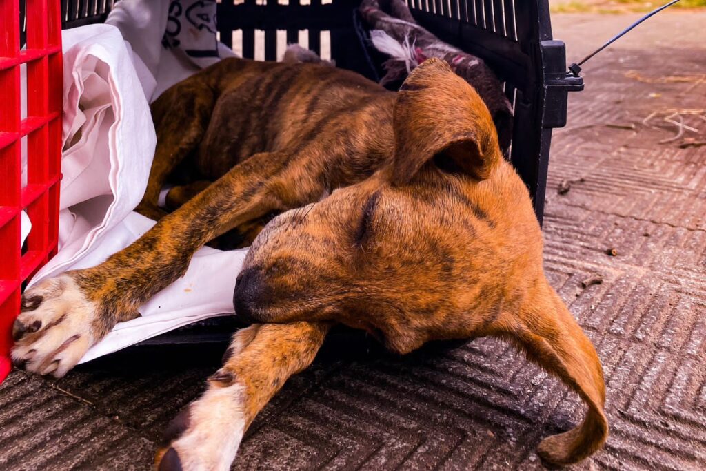 Prefeitura disponibiliza cirurgia ortopédica para cães e gatos de Campo Grande