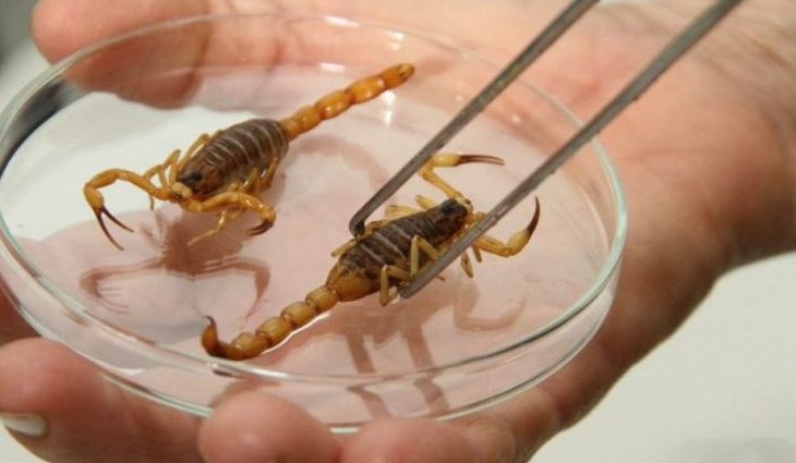 Com aumento da temperatura, SES alerta para acidentes com escorpiões no Estado