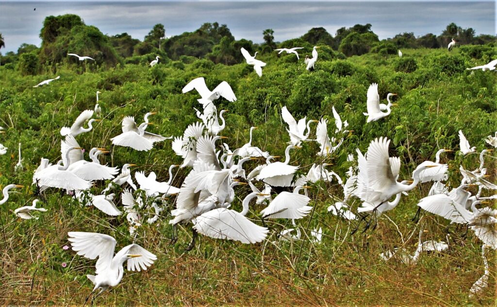 Lei do Pantanal é aguardada com expectativa e será elaborada com participação social