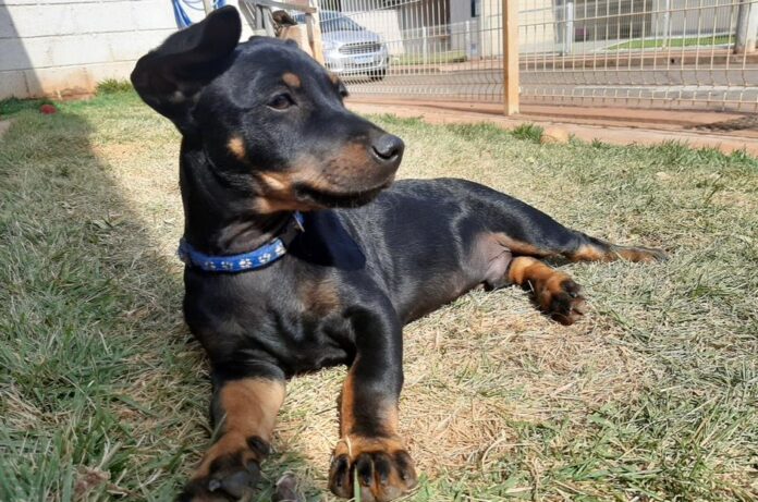 SES marca presença no ‘Campo Grande é o Bicho’ no combate à Leishmaniose