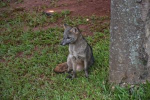 Em programa para animais que não podem voltar à natureza, Bioparque Pantanal apresenta nova moradora
