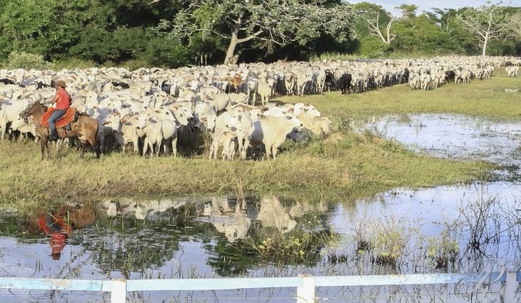 Com prorrogação do prazo, atualização cadastral de rebanhos segue até final de dezembro