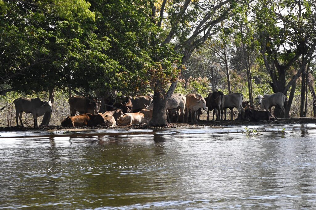 Instrumento para preservação e desenvolvimento, Lei do Pantanal tem reconhecimento de entidades e ONGs