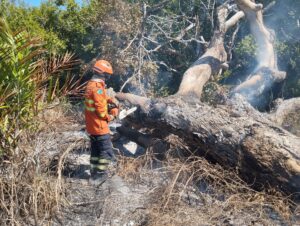 Incêndios florestais no Pantanal e em Naviraí mobilizam bombeiros de MS